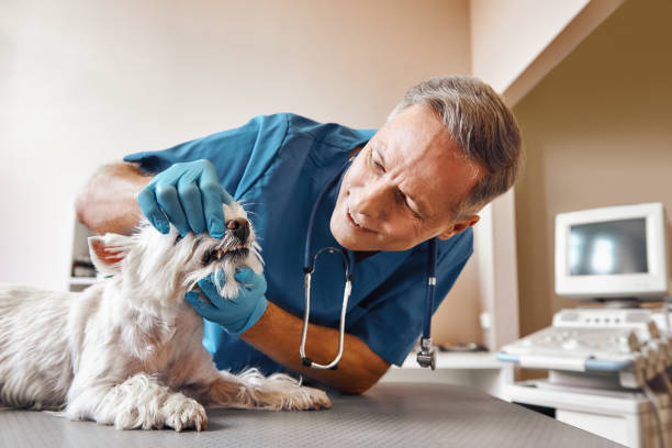 Best Emergency Gum Treatment in Marshalltown, IA